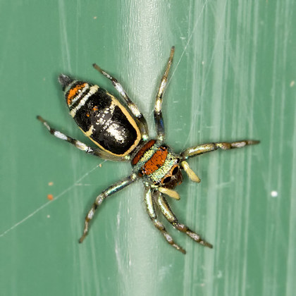 Jumping Spider (Cosmophasis micarioides) (Cosmophasis micarioides)